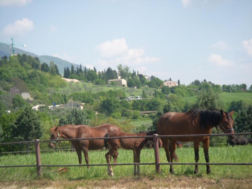 Percezione di alcuni