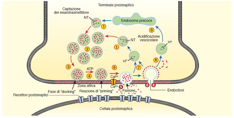 Accumulo del trasmettitore: 1) Acidificazione della vescicola per azione di una H-ATPasi (trasporto