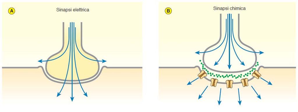 Assenza neurotrasmettitore chimico Mono e