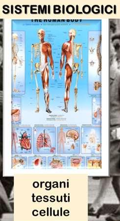 anatomia del