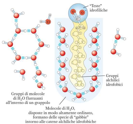 Molecole ANFIPATICHE Contengono contemporaneamente: REGIONI POLARI o CARICHE IDROFILICHE