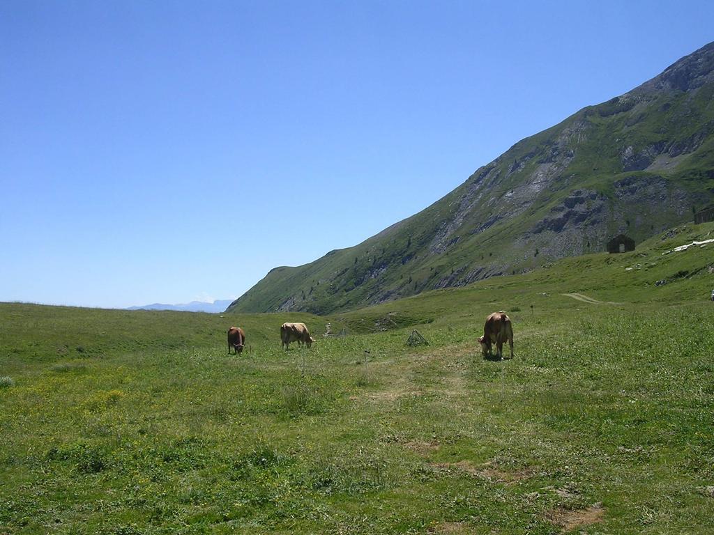 Definizione del modello produttivo per i prodotti caseari da erba: esperienze nell'areale piemontese Giampiero Lombardi Sessione 3 Come collocare il