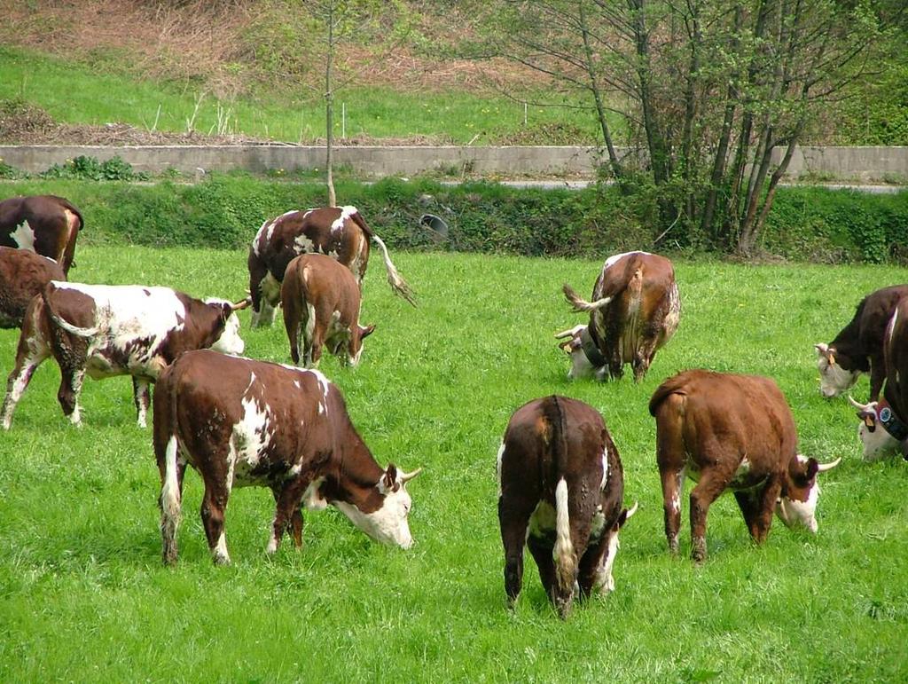 Gestmont Canavese: caratteristiche aziende studiate 8 aziende montane (400-1200 m) superficie: 5-30 ha bovini in lattazione:
