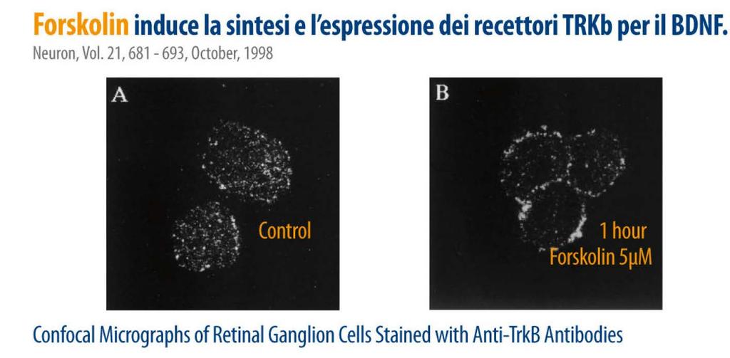 Affinchè il BDNF esplichi la sua attività