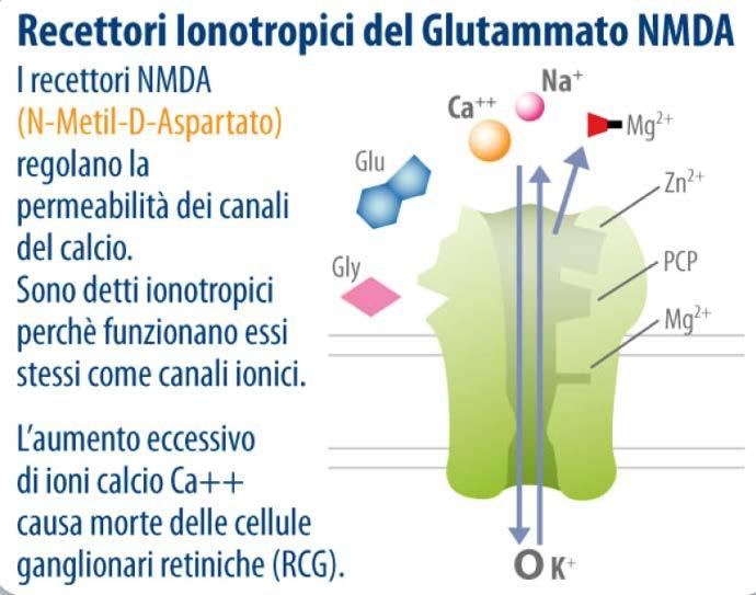 L ECCITOTOSSICITA DA GLUTAMMATO Il glutammato è il principale