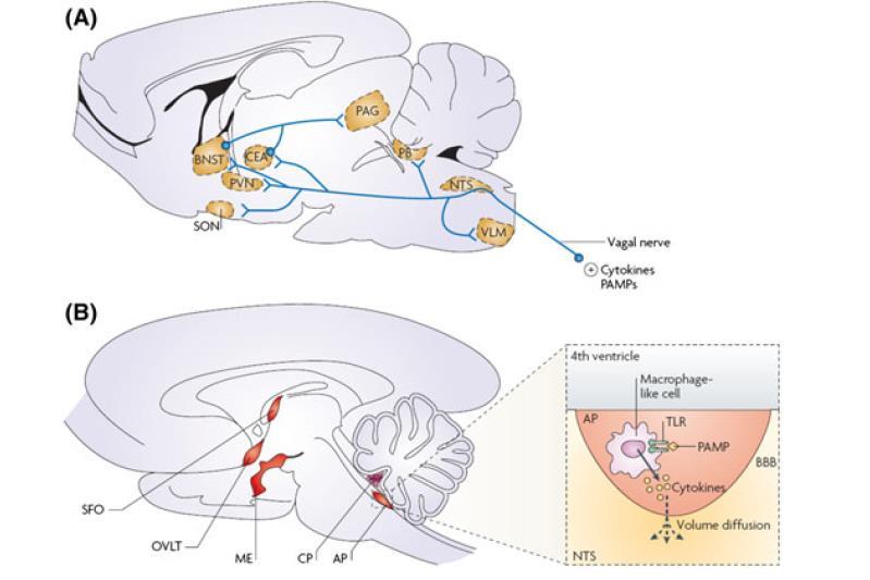 Pathways that transduce immune signals from the periphery to the brain Neural pathway