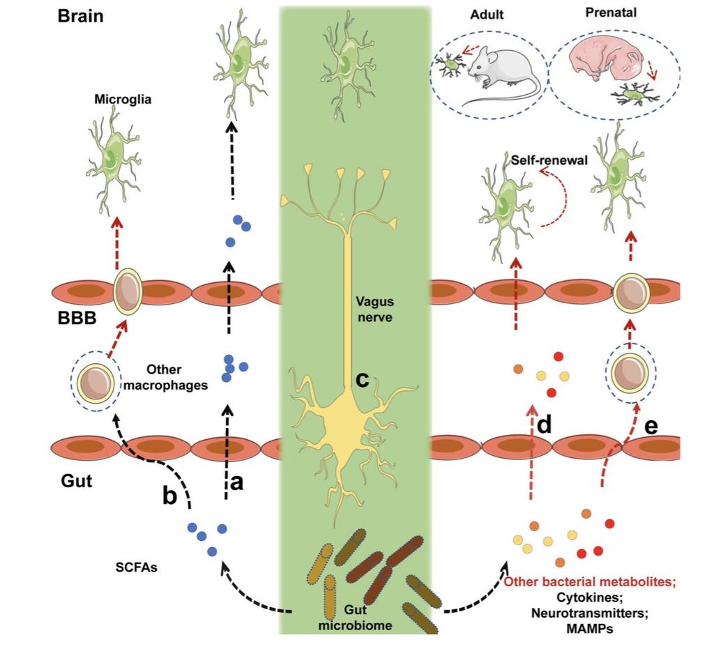 Il microbiota intestinale regola la funzione