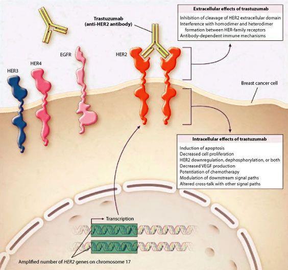 Meccanismo d azione del trastuzumab https://i.pinimg.