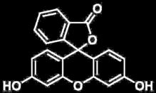 TRACCIANTI FLUORESCENTI DIRETTI (FLUOROFORI) Molecole che se eccitate da una