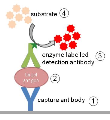 TEST ELISA (enzyme-linked immunosorbent assay ) Esempio di antigene da misurare: IFN gamma, una citochina Sandwich ELISA Curva standard Gli epitopi sull'antigene per i due anticorpi