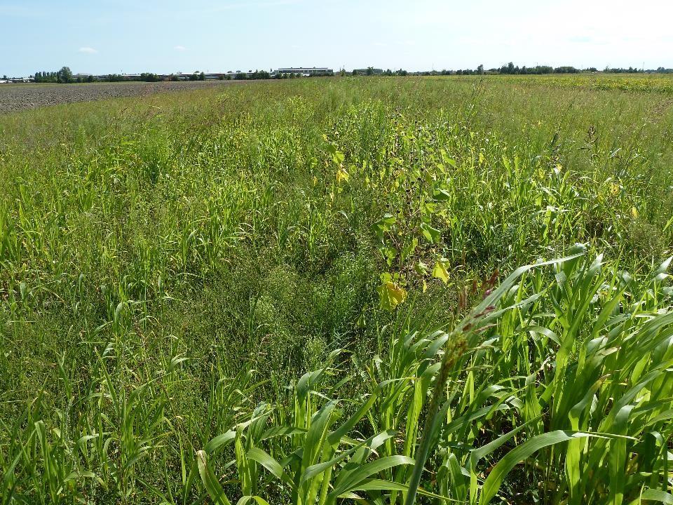 Infestanti in cover crop Se nella cover crops si sviluppano molte infestanti, conviene