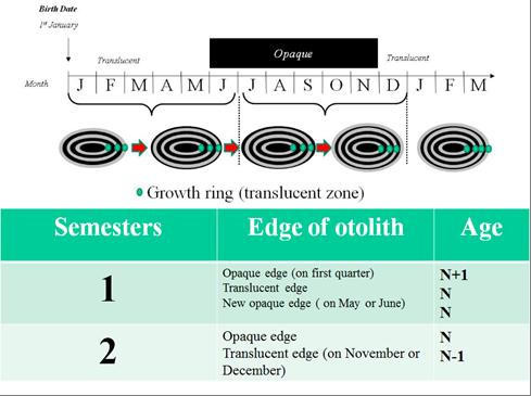 ALLEGATO 7 Overlapping degli anelli trasparenti dopo il 3 anello invernale.