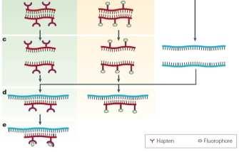 FISH : Fluorescence in situ hybridization tecnica citogenetica usata per