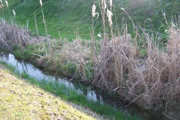 Descrizione habitat: piccolo rio che scorre lungo il piano stradale con buono sviluppo di vegetazione erbacea, arbustiva ed arborea.