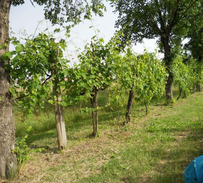 Fino a 50 /60 anni fa la vite veniva coltivata in questo modo: le viti venivano disposte in filari sostenute da alberi come il pioppo o l olmo (le cui foglie