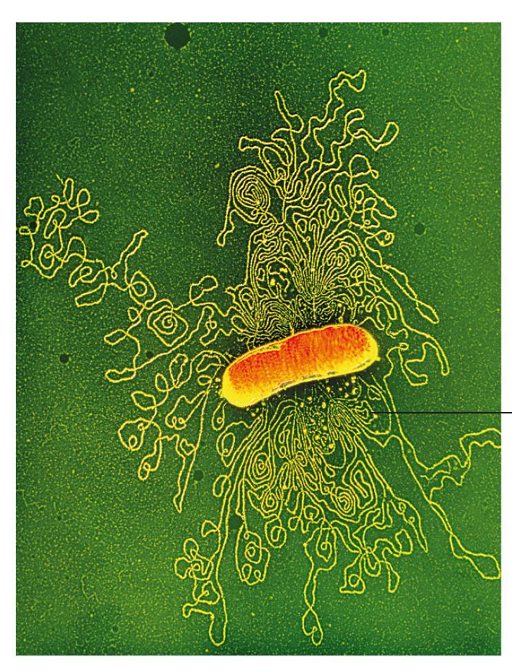 Molti genomi batterici sono costituiti da un cromosoma circolare che contiene un unica molecola di DNA lunga diversi milioni di coppie di basi (bp).