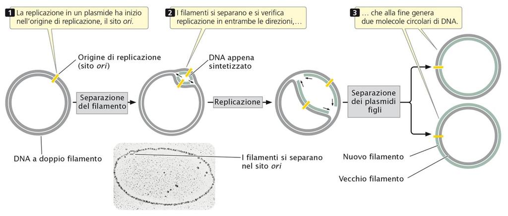 Ogni plasmide ha un origine di replicazione, una specifica sequenza di DNA da cui ha inizio la replicazione. L origine consente a un plasmide di replicarsi indipendentemente dal cromosoma batterico.