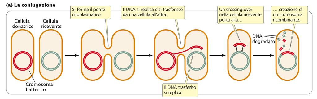 I BATTERI SCAMBIANO GENI ATTRAVERSO CONIUGAZIONE, TRASFORMAZIONE E TRASDUZIONE I batteri scambiano materiale genetico utilizzando tre diversi meccanismi, ciascuno dei quali implica un tipo