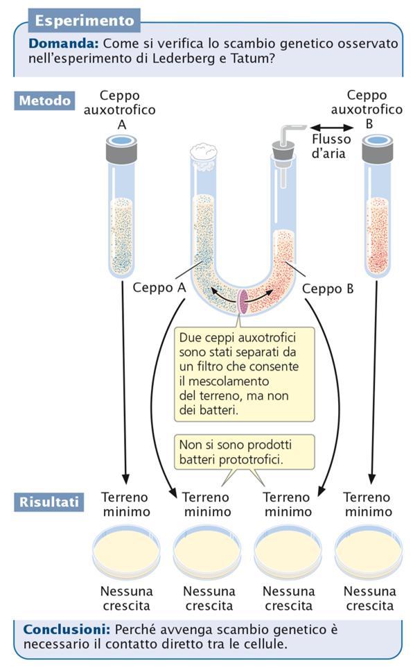 Quello che non sapevano era come ciò si fosse verificato. Per studiare il problema, Bernard Davis costruì una provetta a «U» divisa in due compartimenti da un setto filtrante a pori fini.