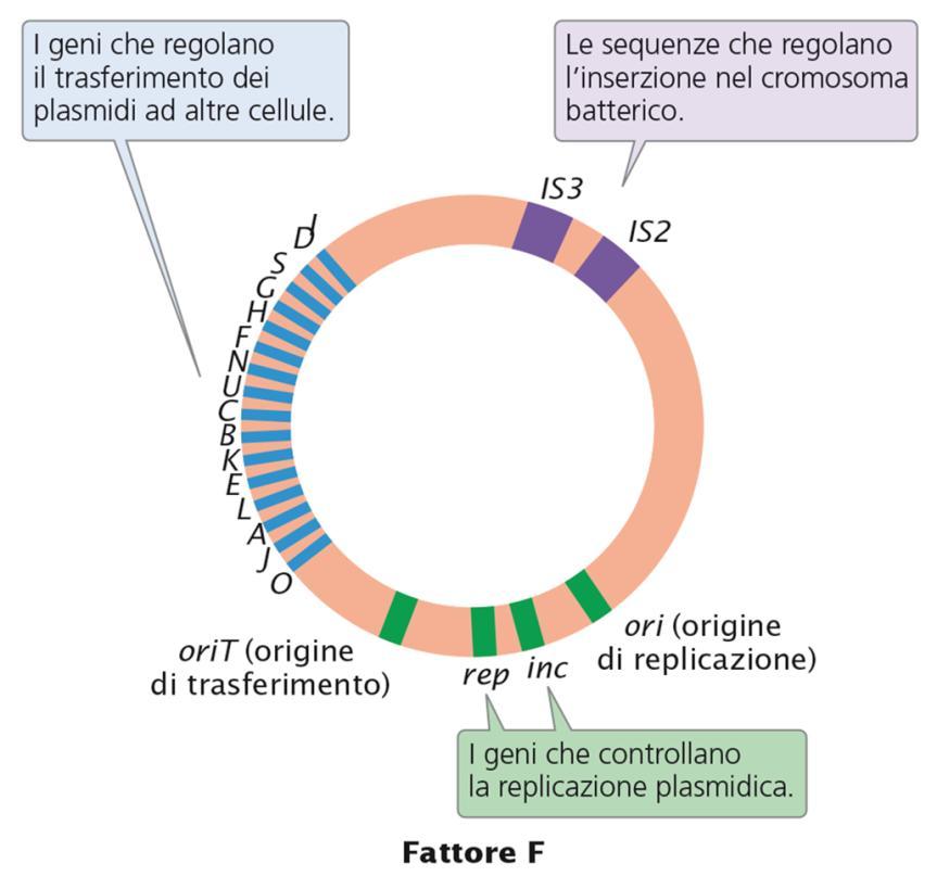 Le cellule F + e F Nella maggior parte dei batteri la coniugazione dipende da un fattore di fertilità (F) presente nella cellula donatrice e assente nella