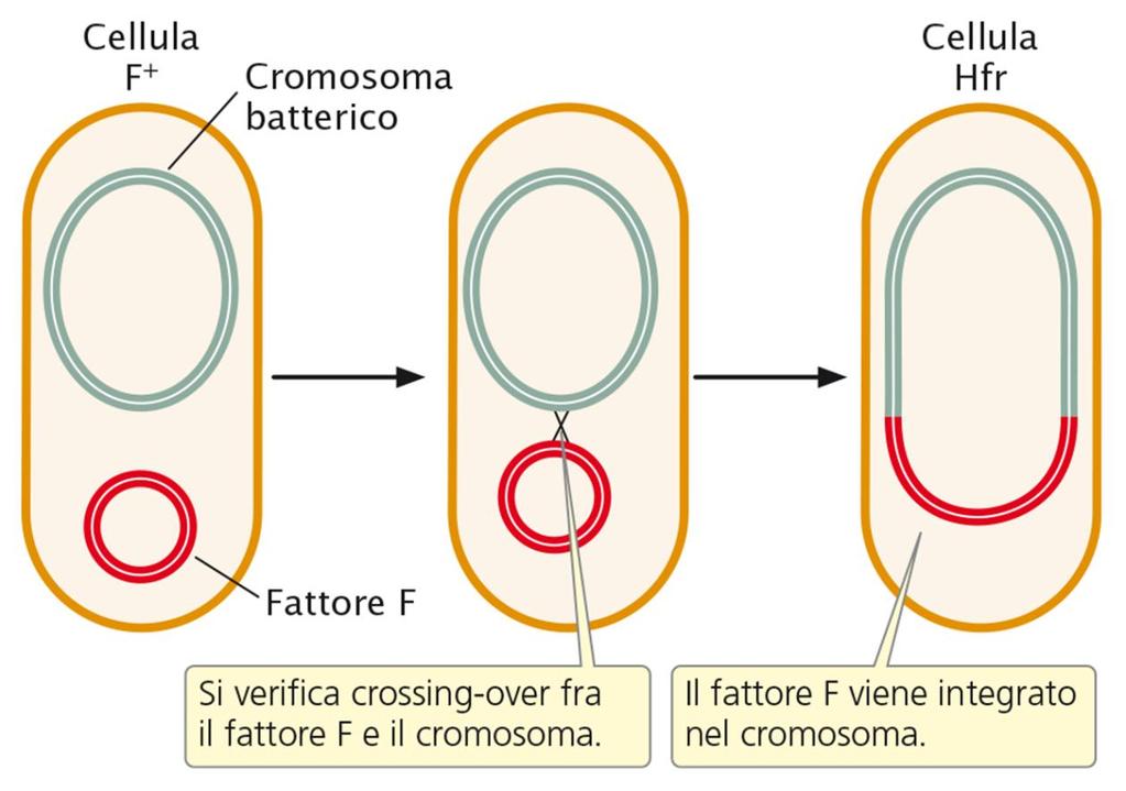 LE CELLULE HFR La coniugazione trasferisce il materiale genetico contenuto del plasmide F dalla cellula F + alla F -, ma questo non spiega il trasferimento di geni cromosomici che abbiamo visto