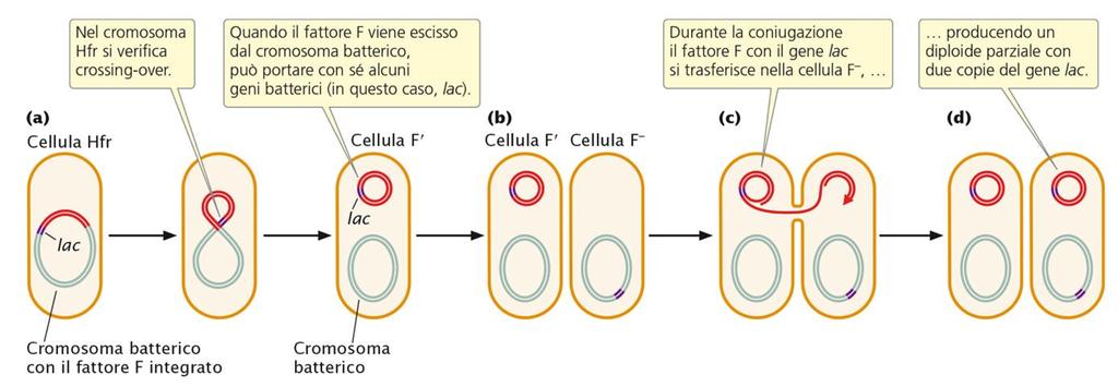 LE CELLULE F Quando un fattore F si stacca dal cromosoma batterico, può portare con sé una piccola regione di quest ultimo; i geni di questo frammento successivamente saranno portati sul plasmide F.