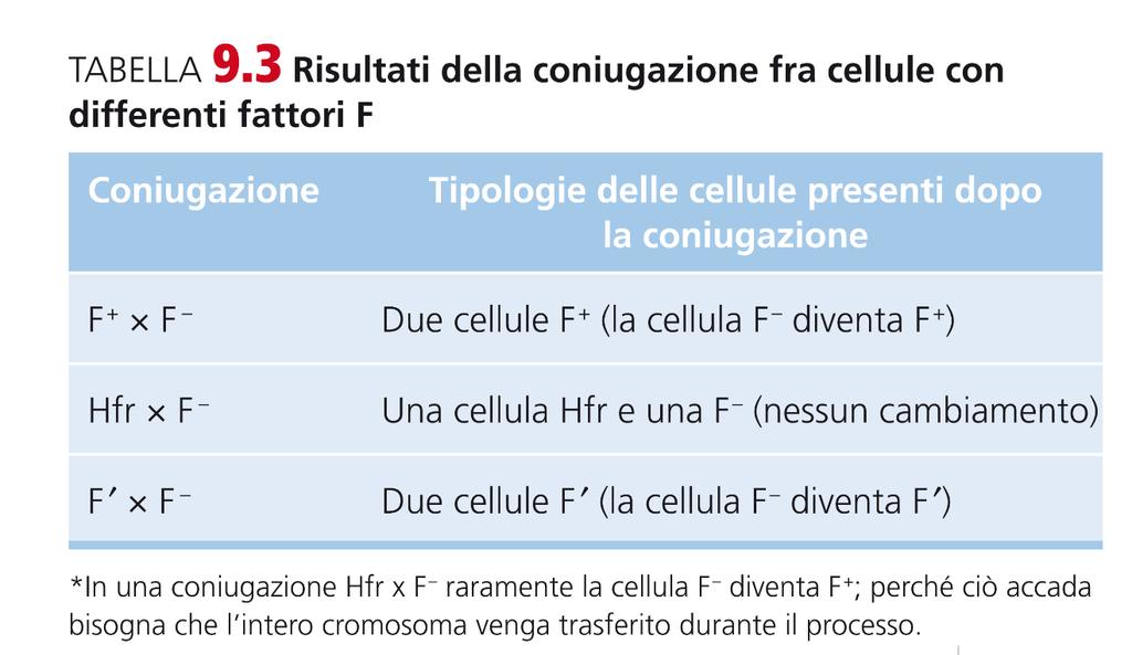 LE CELLULE F Durante la coniugazione fra una cellula F lac e una cellula F, il plasmide F viene trasferito nella cellula F, il che significa che ogni gene del plasmide F, compresi quelli provenienti