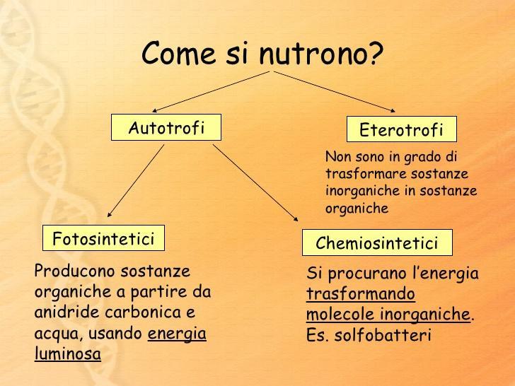 Il tipico terreno di coltura contiene una fonte di carbonio, elementi essenziali come azoto e fosforo, alcune vitamine e altri ioni e nutrienti indispensabili.