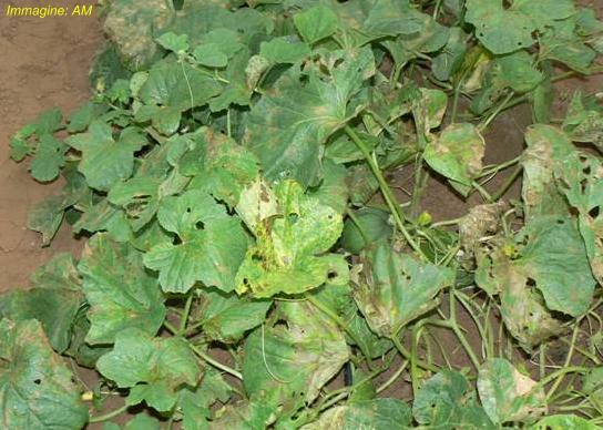 I primi sintomi si possono osservare sulle piantine in semenzaio con marciumi a carico delle foglie cotil Un buon drenaggio del