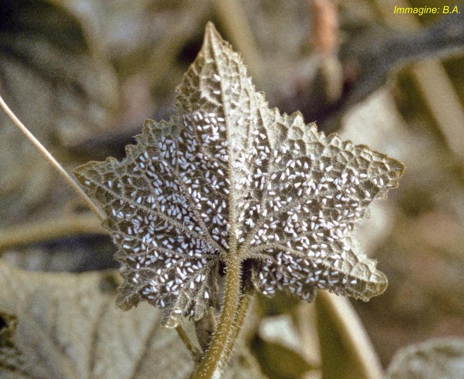 (moscerino bianco) Sulla pagina inferiore delle foglie si possono osservare colonie più o meno numerose di piccoli individui Intervenire ai primissimi sintomi e/o