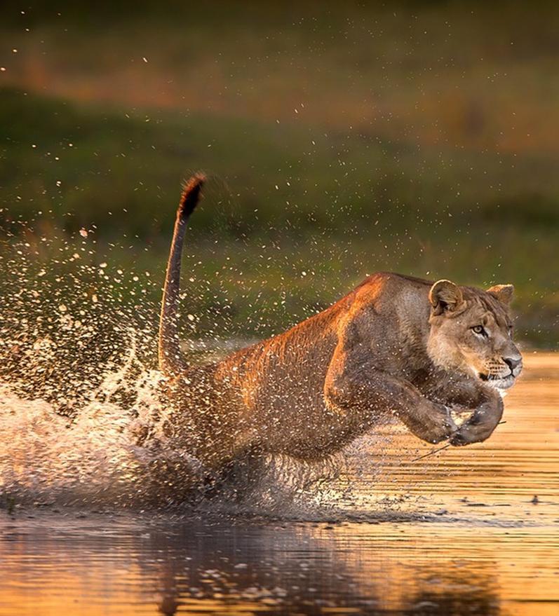 riserva naturale di Moremi Giornata completa sul delta dell