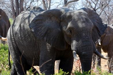 Proseguiremo attraverso il Botswana fino a Kasane Il trasferimento da Maun a Kasane sarà piuttosto lungo, proseguiremo attraverso il Botswana fino a Kasane, dove allestiremo il nostro campo sulle