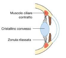2.2 Fisiologia dell accomodazione La variazione del potere del cristallino avviene grazie al muscolo ciliare e alle fibre zonulari.