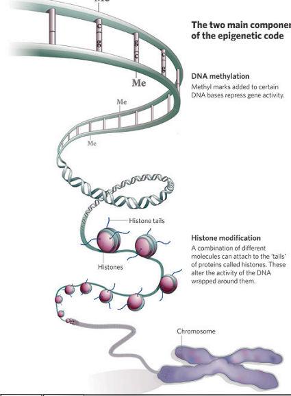 Meccanismi epigenetici