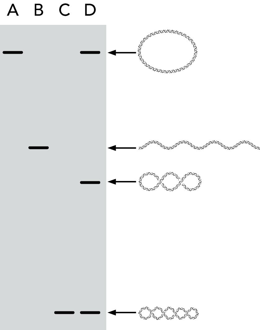 Separazione dei topoisomeri Molecole di DNA ccc di una uguale lunghezza e composizione in basi, ma diverso Lk, sono dette topoisomeri.