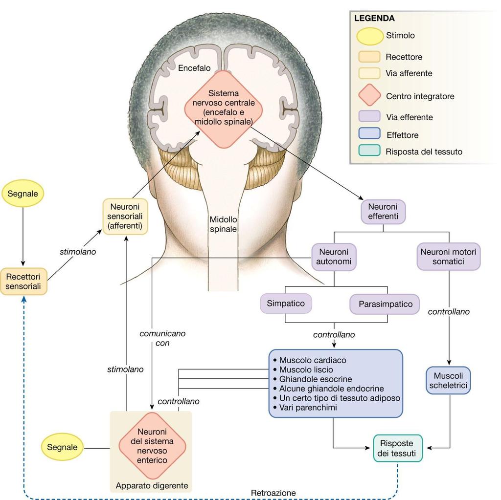 Informazioni sensoriali somatiche (pelle, muscoli, articolazioni Informazioni dagli organi di senso (visione, udito, equilibrio, olfatto,