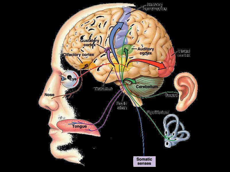 Vie sensoriali La via olfattiva proietta dal naso direttamente alla corteccia La via dell equilibrio proietta al cervelletto con una