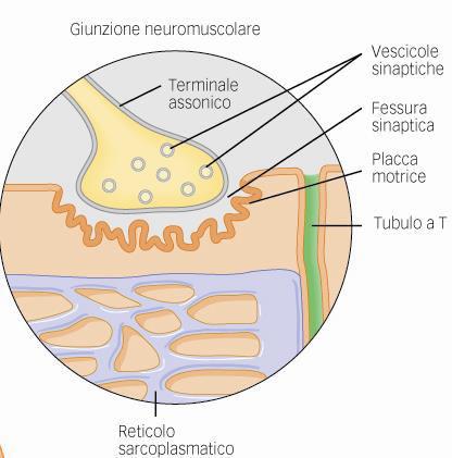 Giunzione