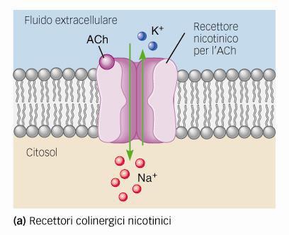 Sinapsi eccitatoria, attraverso il canale si verifica un intensa corrente in entrata di Na + e una più debole