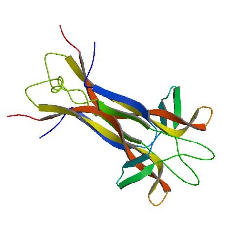 Comunicazione tra cellule: le molecole segnale di natura idrofilica pep2di e proteine