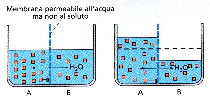 Movimento dell acqua tra il LEC e il LIC: l osmosi End point: