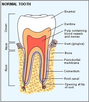 Smalto Dentina Polpa Figura 1.