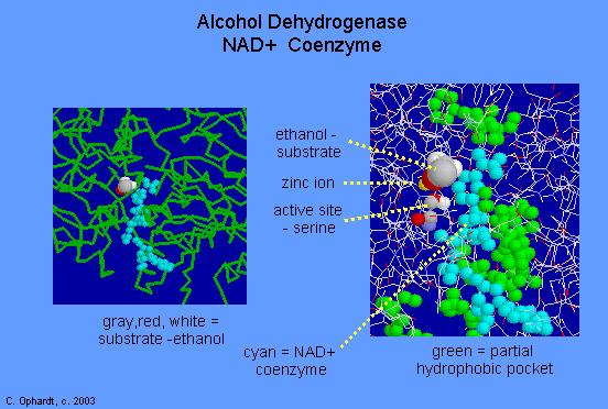 09/10/18 L energia della vita 11 Metabolismo: insieme delle trasformazioni chimiche che avvengono in un organismo Metabolismo: catabolismo