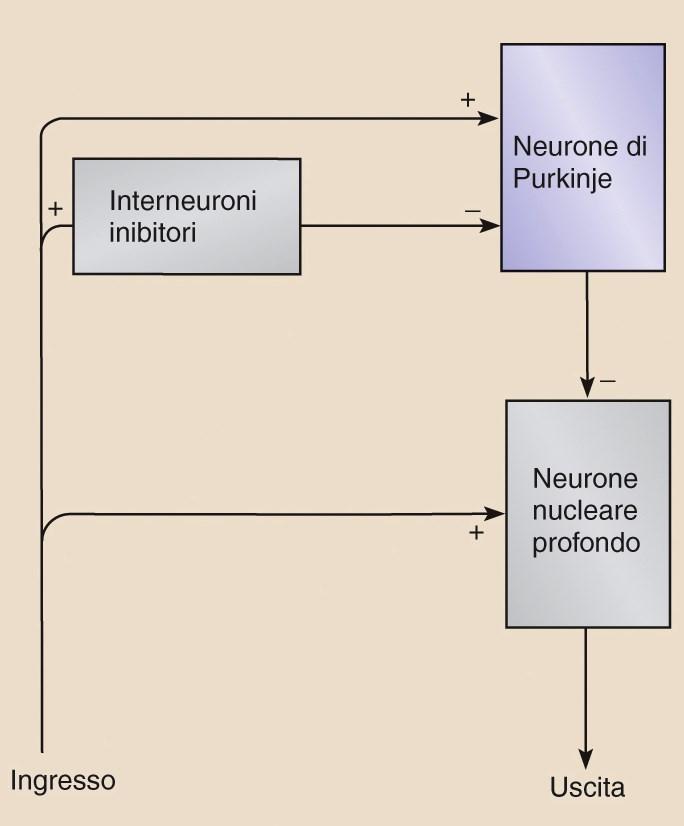 PRINCIPI GENERALI DI FUNZIONAMENTO CEREBELLARE Le informazioni in ingresso sono trasmesse simultaneamente ai nuclei profondi, a interneuroni e alle cellule del Purkinje Le c.