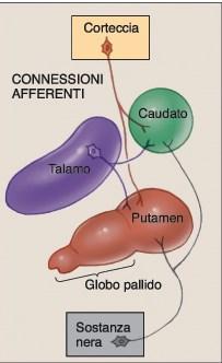 I GANGLI DELLA BASE Le connessioni afferenti Da neocorteccia, talamo e sostanza nera del TE Le fibre provenienti dalla sostanza