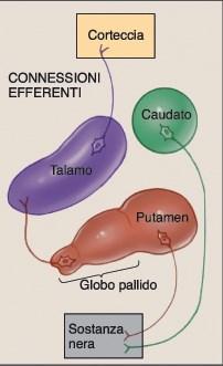 I GANGLI DELLA BASE Le connessioni efferenti Attraverso il talamo alla corteccia prefrontale e premotoria Alla sostanza nera