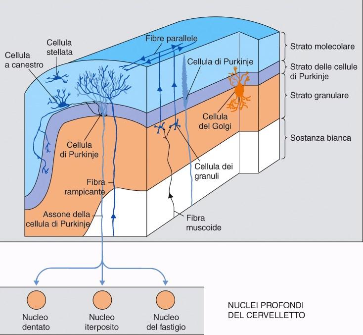 FFERENZE ED EFFERENZE DEI NUCLEI CEREBELLARI 1.