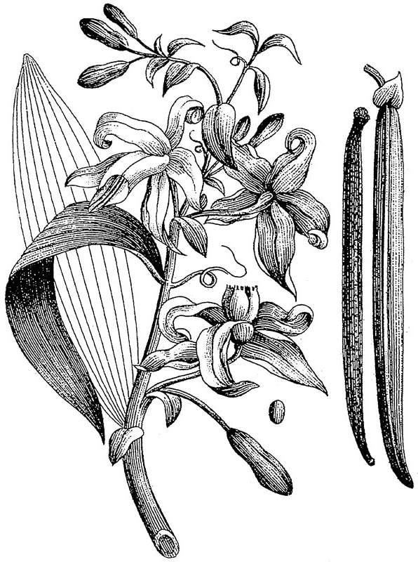 TIPOLOGIA (POST TYPE) Pianta NOME (TITOLO) Vanilla planifolia FAMIGLIA (CATEGORIA / TAG / TASSONOMIA)