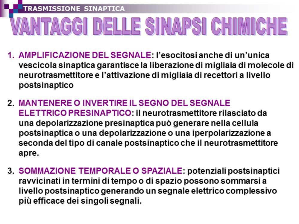 Pur essendo le sinapsi chimiche più lente di quelle elettriche e sottoposte al fenomeno dell affaticabilità della sinapsi che si verifica quando la quantità di neurotrasmettitore è insufficiente