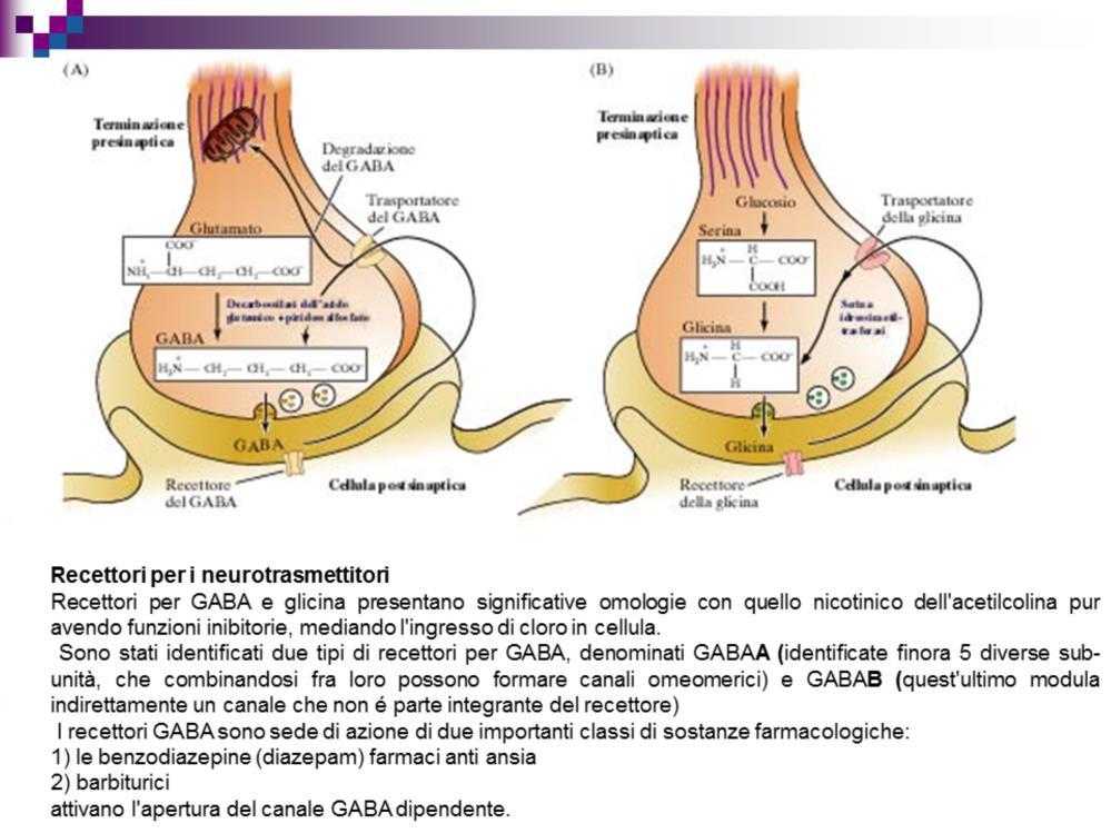 Recettori per i neurotrasmettitori Recettori per GABA e glicina presentano significative omologie con quello nicotinico dell'acetilcolina pur avendo funzioni inibitorie, mediando l'ingresso di cloro